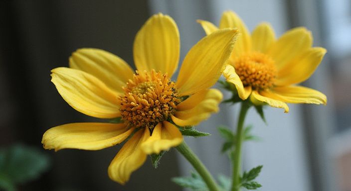 Een persoon neemt een foto met een smartphone. Een persoon neemt een foto met een smartphone.